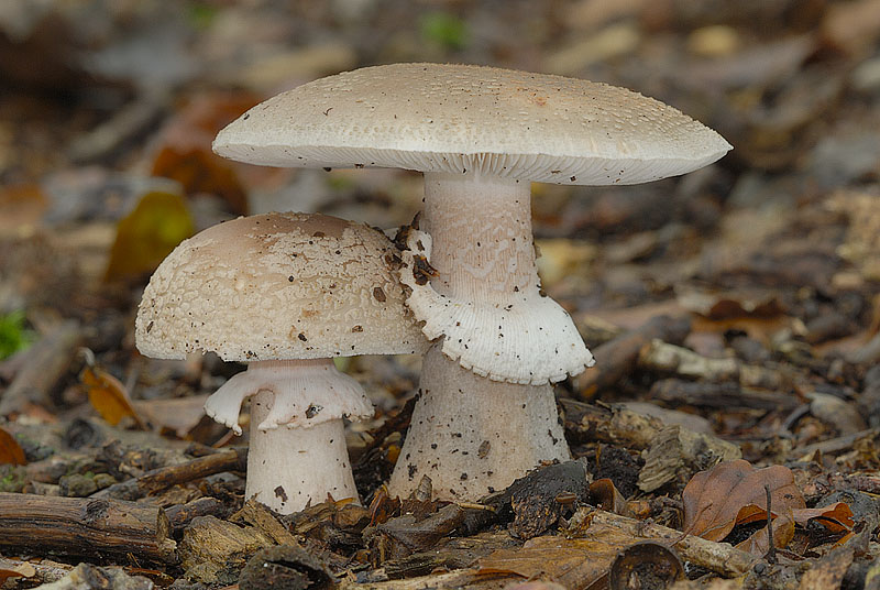 Amanita rubescens